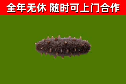 天津烟酒回收干海参.jpg